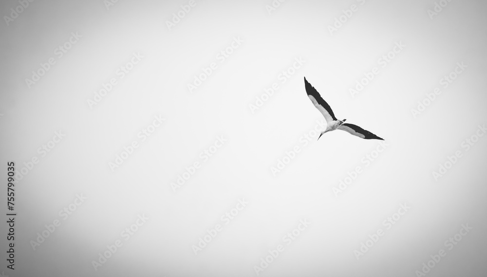Obraz premium Stork Bird Flying in cloudy sky