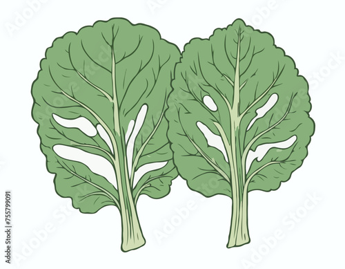 Two large kale leaves on a white background