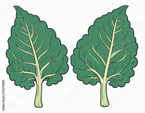 Two large kale leaves on a white background