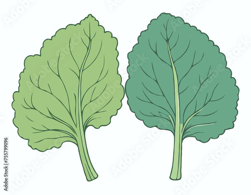 Two large kale leaves on a white background