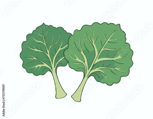 Two large kale leaves on a white background