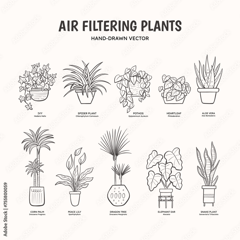 Doodle set of air-purifying plants for indoor spaces. Plants drawing