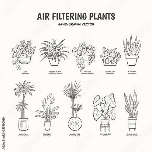 Doodle set of air-purifying plants for indoor spaces. Plants drawing that clean the air of harmful substances. English and scientific names below the plant drawing. Lineart vector illustration.
