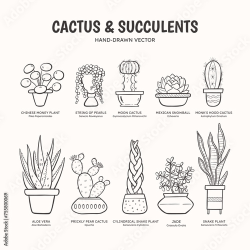 Doodle set of cactus and succulent plants for indoor spaces. Plants and pots collection. English and scientific names below the plant drawing. Lineart vector illustration.