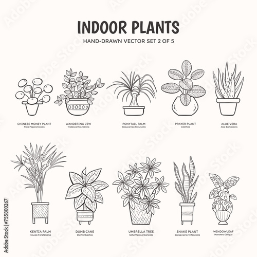 Collection of doodle plants for indoor spaces. Tropical plants, succulents and cactus. English and scientific names below the plant drawing. Set 2 of 5. Lineart vector illustration.