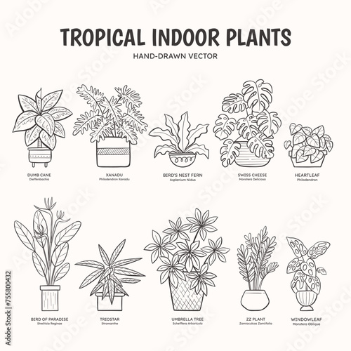 Collection of doodle tropical plants for indoor spaces. English and scientific names below the plant drawing. Lineart vector illustration.