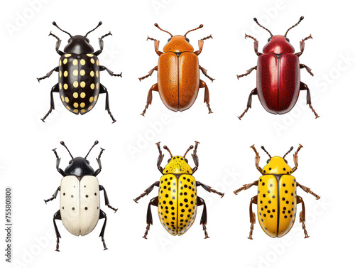 Collection set of weevil isolated on transparent background, transparency image, removed background