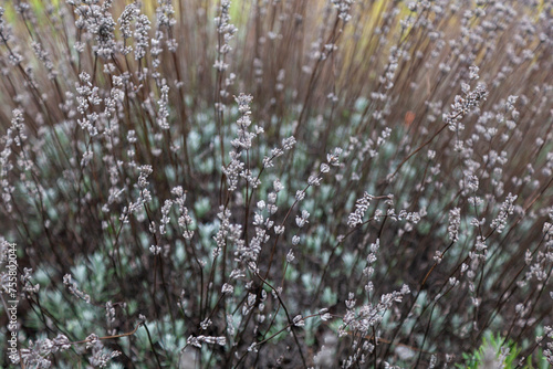 Frost-covered lush lavender bush in the autumn garden