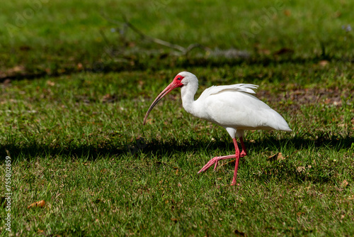 Obraz na płótnie White Ibis