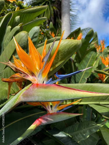 Exotic tropical Strelitzia reginae, commonly known as the crane flower, bird of paradise in botanical garden on Madeira island close up
