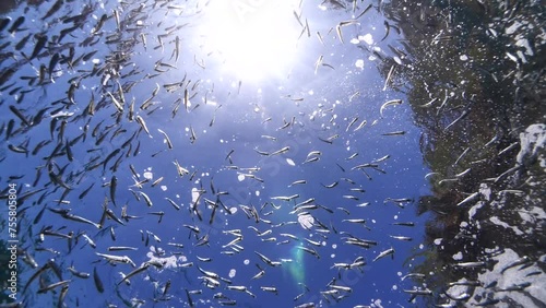 silversides  under sun shine underwater  ocean scenery  Atherina boyeri photo