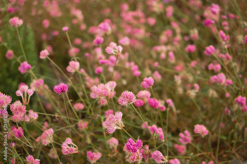 field of pink flowers field of pink flowers