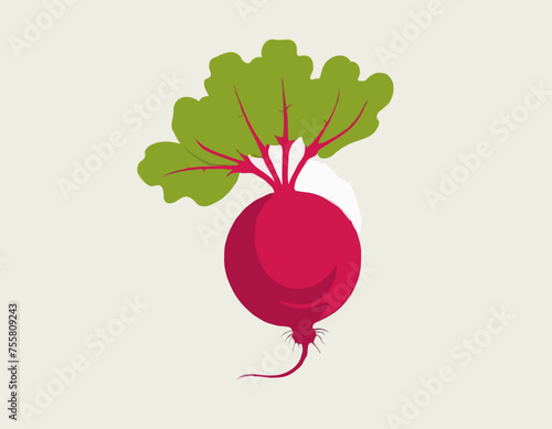 Red radish with green tops. Illustration of a vegetable on a white background in the flat style