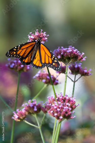 Motyl Monarcha na kwiatku