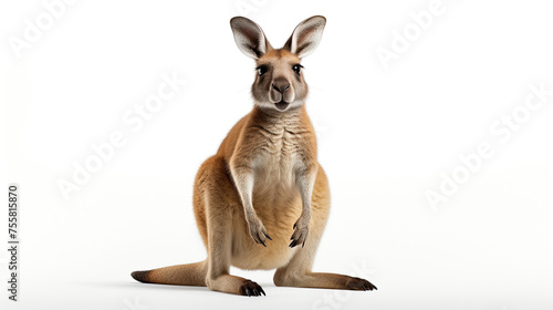 Cute baby kangaroo sitting on a white background.