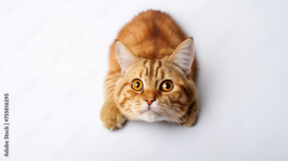 Top view of a ginger cat looking up on a white background.