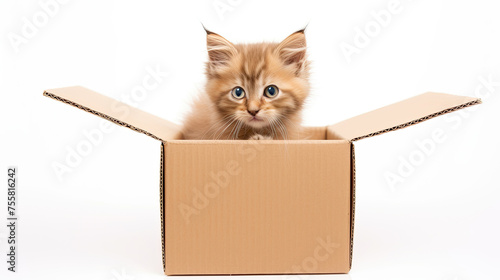A small red kitten sits in a cardboard box on a white background.