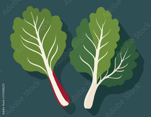 Fresh swiss chard 
