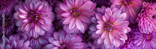 Close-Up of Purple Flowers