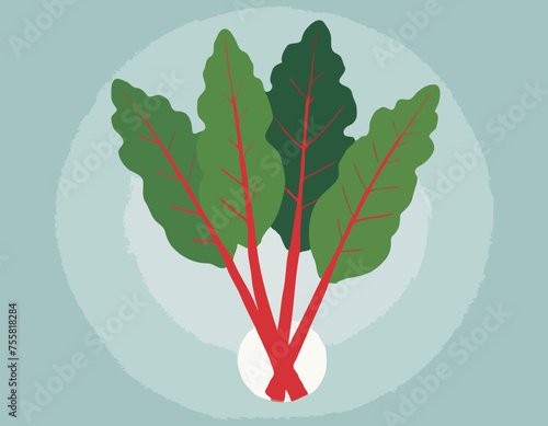 Fresh swiss chard 
