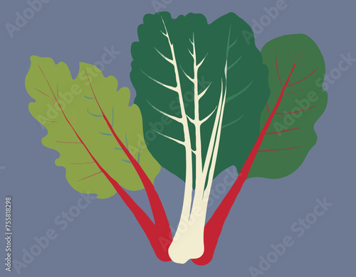 Fresh swiss chard 
