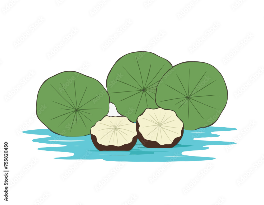 Flat vector of Water chestnut isolated on white background
Flat vector of Water chestnut isolated on white background