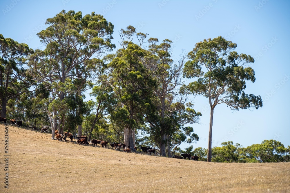 dry hot farming landscape in australia. drought on a farm with bare soil dry hot farming landscape in australia. drought on a farm with bare soil