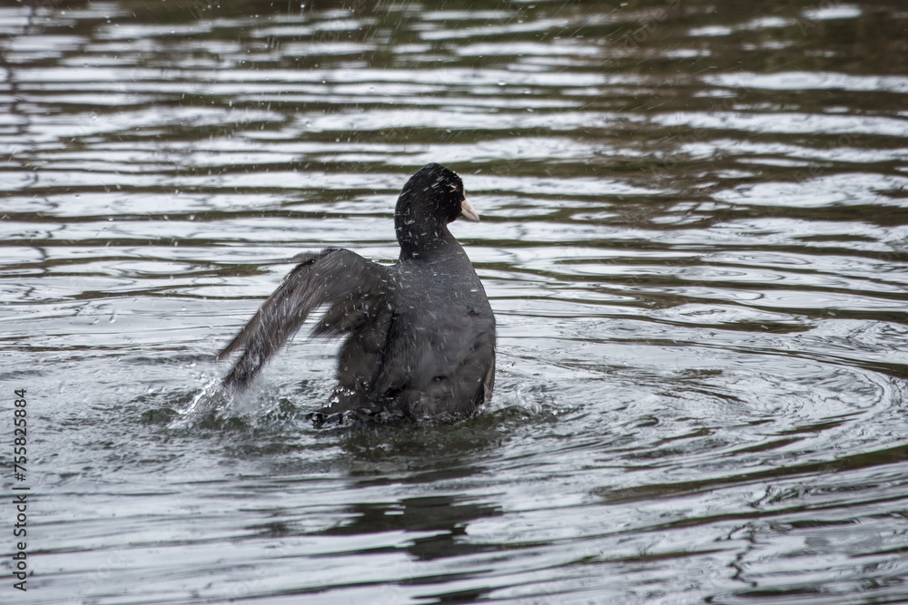 Fototapeta premium close up of coot an aquatic bird of the rail family with blackish plumage and lobed feet in the water