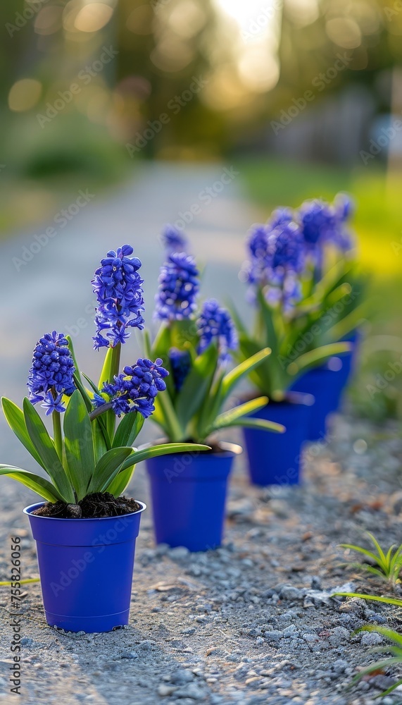 Fototapeta premium Colorful hyacinth flowers in pots with blurred background and copy space for text