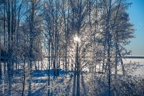 Wallpaper Mural Winter pictures from Sweden can be enchanting, featuring snow-covered landscapes, glistening ice crystals on branches, and frozen lakes. The soft light from the winter sun creates a calm scene. Torontodigital.ca