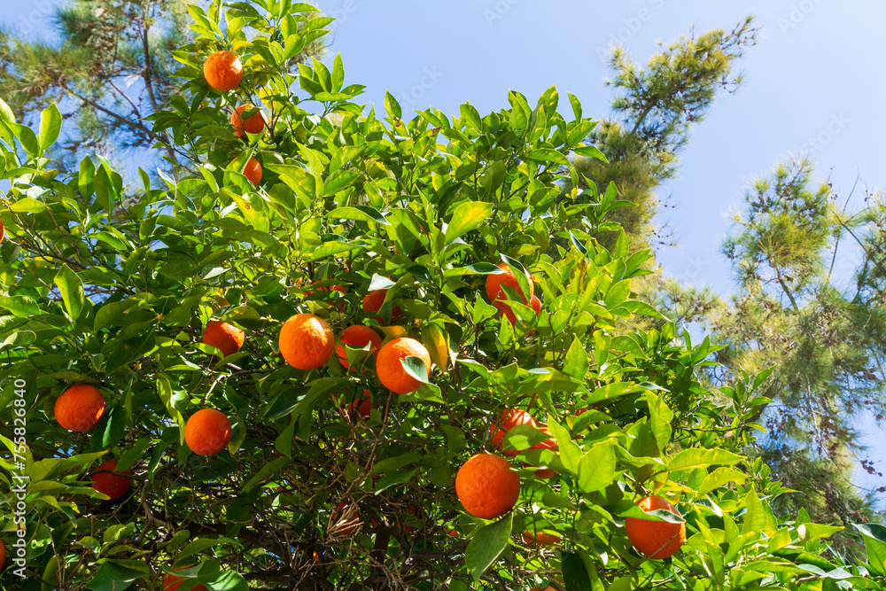 Fresh oranges hanging on a tree on a sunny spring day. Fresh organic food