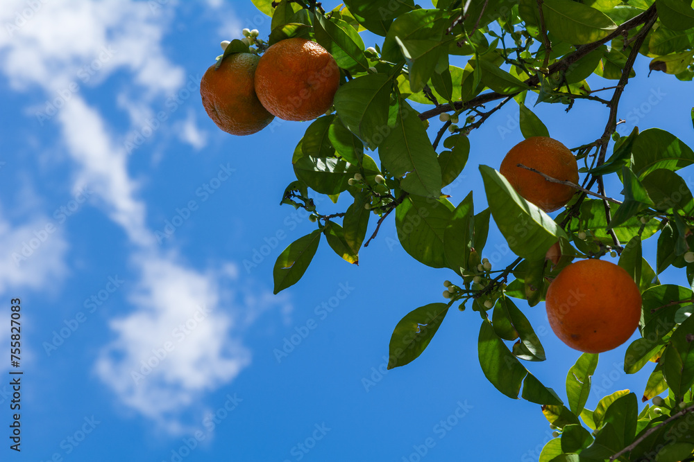 Fresh oranges hanging on a tree on a sunny spring day. Fresh organic food
