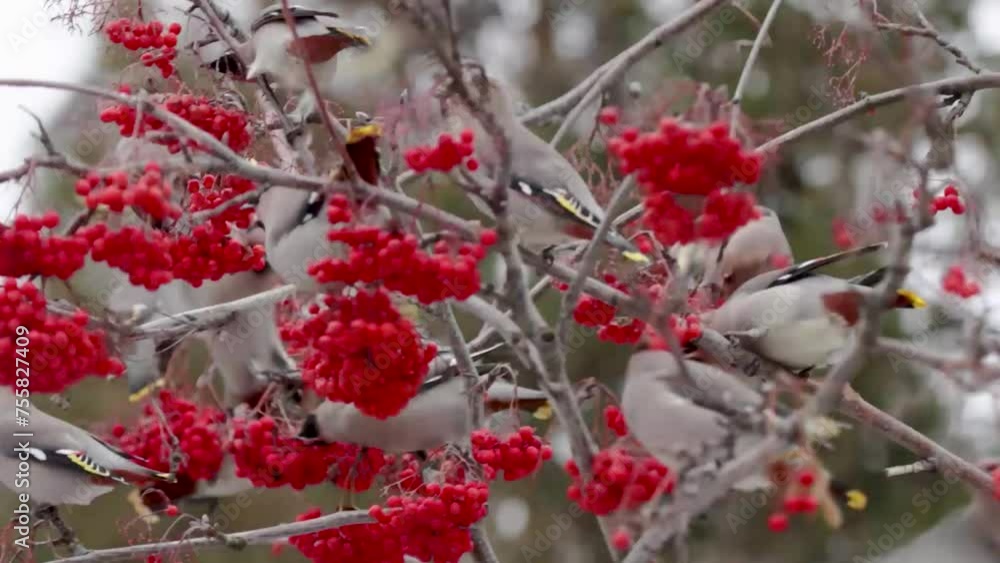 Waxwings eat rowan berries, close-up Waxwings eat rowan berries, close-up