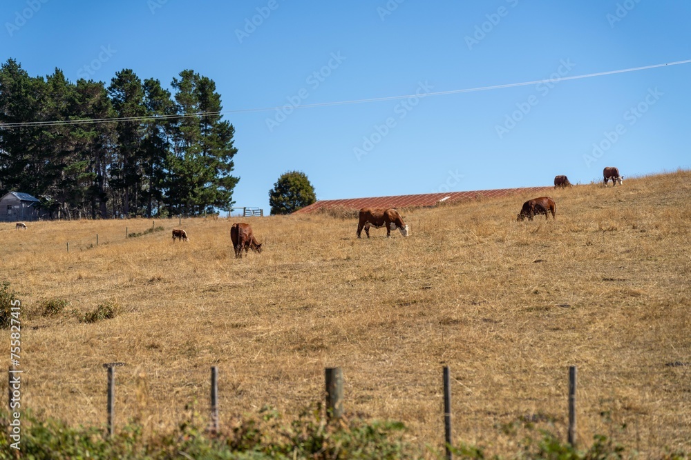 Fototapeta premium herd of angus cows in tall grass grazing at dusk in an australian summer