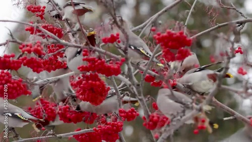 Waxwings eat rowan berries, close-up