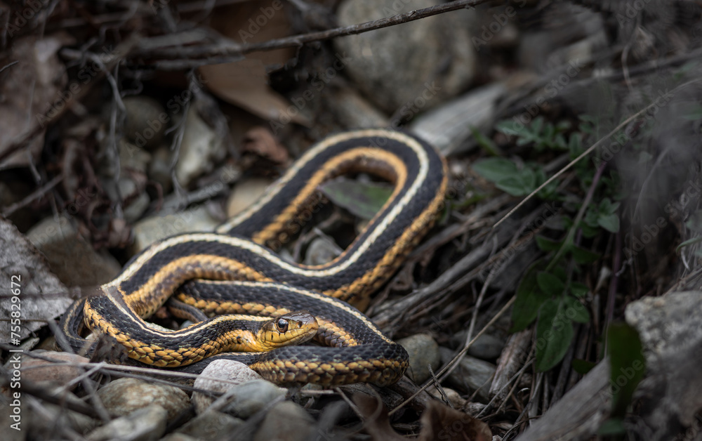 Obraz premium Massachusetts garter snake basking on early spring day