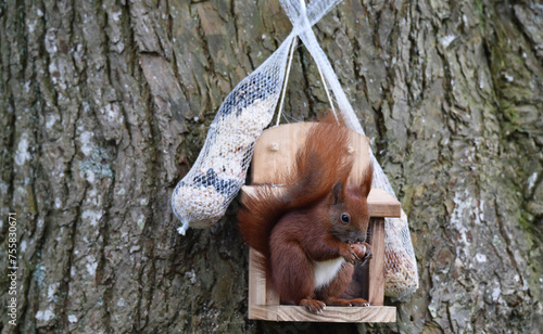 Eichhörnchen frisst Nüsse am Futterhaus