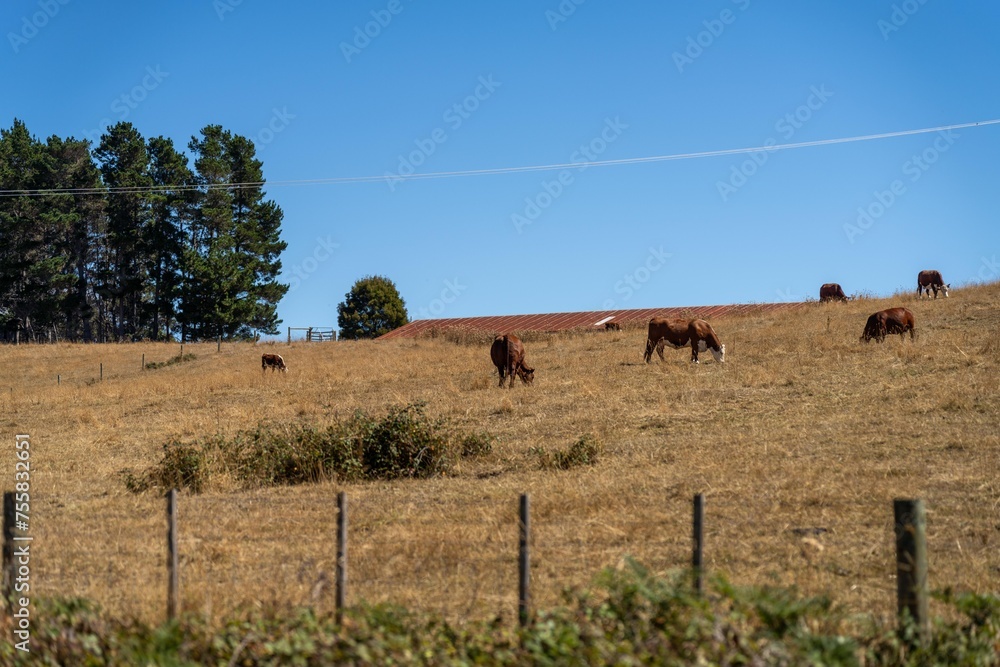 Obraz premium Herd of sustainable cows on a green hill on a farm in Australia. Beautiful cow in a field. Australian Farming landscape with Angus and Murray grey cattle