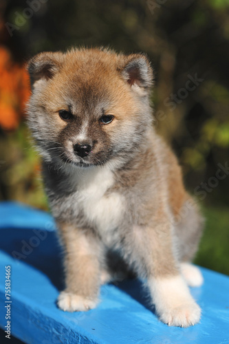 Adorable Akita Inu puppy sitting on a blue bench outdoor on nature background in summer