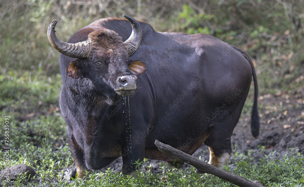 Gaur quenching its thirst in a jungle Gaur quenching its thirst in a jungle