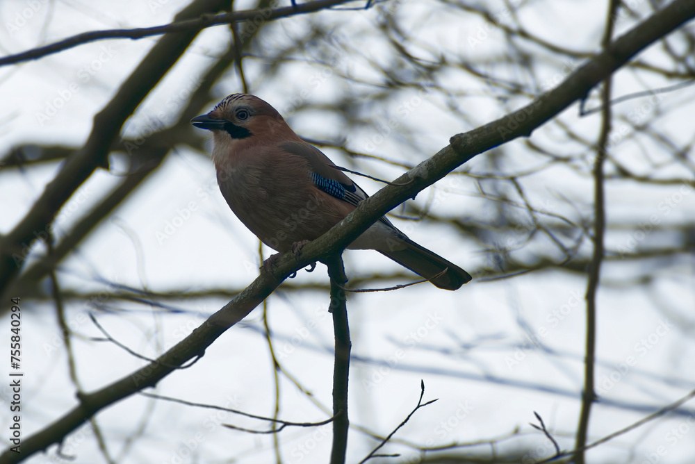 Eurasian Jay (Garrulus glandarius) perched on a tree branch in Zurich, Switzerland Eurasian Jay (Garrulus glandarius) perched on a tree branch in Zurich, Switzerland