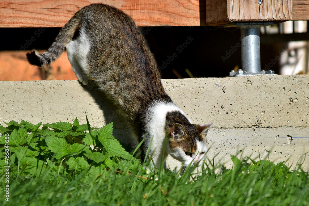 Eine grauweiße Katze springt von einem Betonsockel (Großaufnahme) Stock Photo Adobe Stock