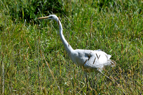 Ein Silberreiher im hohen Gras (Nahaufnahme) photo