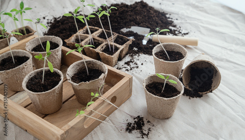 Repotting small tomato plants into seedling pots
