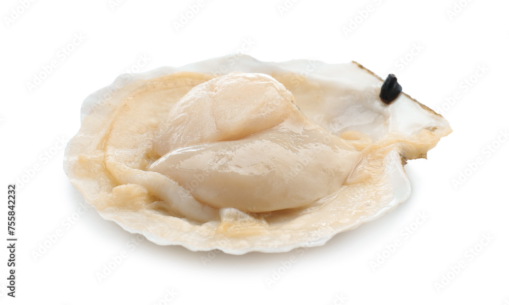 Fresh raw scallop in shell isolated on white