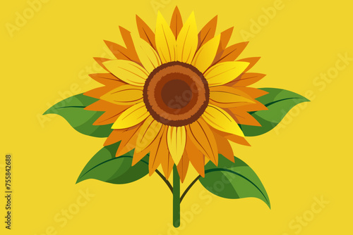 sunflower  vector illustration 