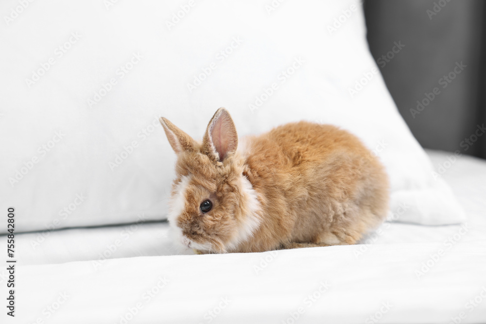 Cute fluffy pet rabbit on comfortable bed