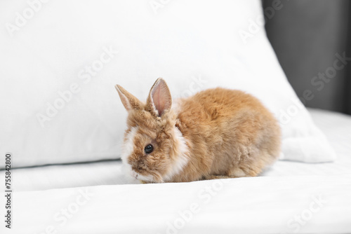 Cute fluffy pet rabbit on comfortable bed