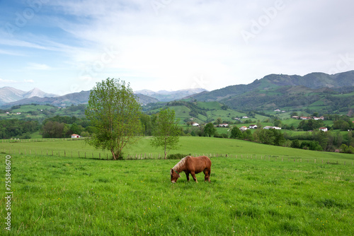 Horse grazing at meadow. Village houses at background. French Basque Country. France.