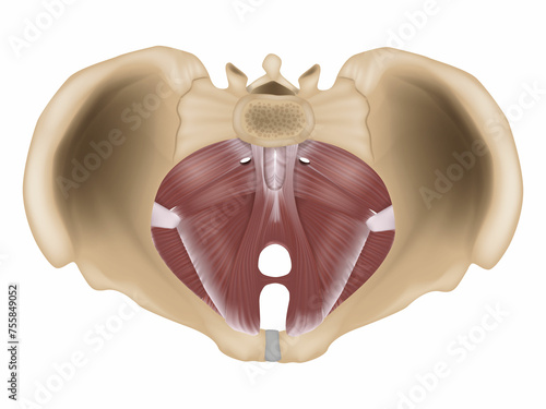 Muscles of the pelvic floor. Anatomy of the pelvic floor or pelvic diaphragm.